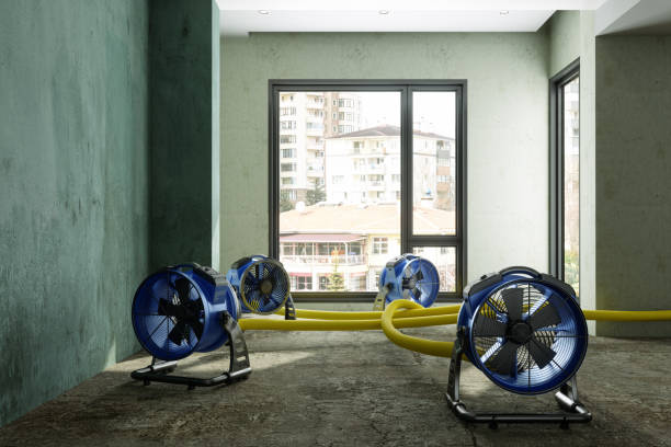 Best Local water damage restoration  in Carrollton, KY