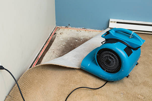 Best Ceiling water damage repair  in Carrollton, KY